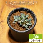 塊根植物 レピドカウリス オトンナ cc-0005