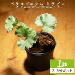 塊根植物 ミラビレ ペラルゴニウム cc-0013