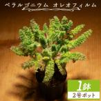 塊根植物 オレオフィルム ペラルゴニウム