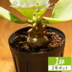 塊根植物 ヘレー オトンナ cc-0007