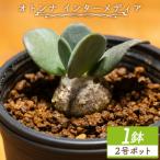 塊根植物 オトンナ インターメディア 1鉢