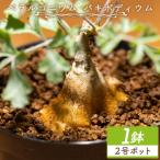 多肉植物 塊根植物 パキポディウム ペラルゴニウム