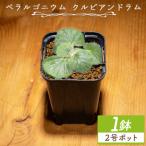 塊根植物 クルビアンドラム ペラルゴニウム