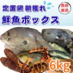 133003 定置網朝どれ鮮魚ボックス6kg