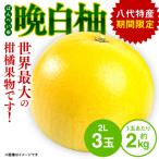 晩白柚2L 約2kg