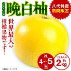 晩白柚 3L