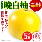 晩白柚 Lサイズ 3玉