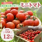 野菜ソムリエ 岡田健志郎が育てた ミニトマト 1.2kg以上