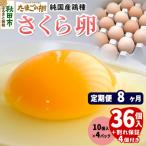 定期便8回 純 鶏種 卵 さくら 36個+割れ保証4個 10個×4P