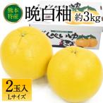 晩白柚 Lサイズ 2玉