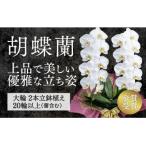 C018 レギュラー鳴滝清流胡蝶蘭2本立