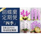 A112 〈季節の胡蝶蘭定期便〉