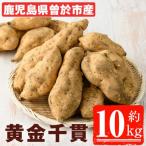 黄金千貫 10kg