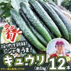 キュウリ 採りたてシャキ旨 12本