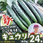 キュウリ 採りたてシャキ旨 24本