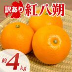 紅八朔 約4kg
