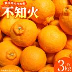 不知火 約3kg