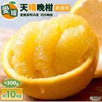 先行受付<天晴晩柑 河内晩柑 約10kg+300g笑丸