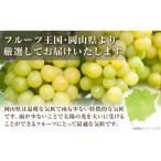 シャインマスカット 計2.6kg