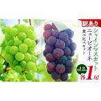 訳あり ニューピオーネ 約1.2kg