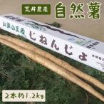 自然薯 2本