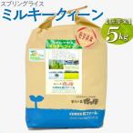 米 ミルキークイーン 新米 スプリングライス