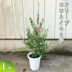 オリーブ コロネイキ8号 観葉植物 植物 グリーン