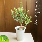 オリーブ コロネイキ6号 観葉植物 植物 グリーン