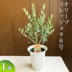 オリーブ コレッジョラ8号 観葉植物 植物