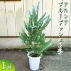 アカシア ブルーブッシュ8号 観葉植物 植物
