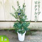 オリーブ ピクアル8号 観葉植物 植物 グリーン