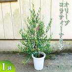 オリーブ コラティーナ8号 観葉植物 植物