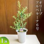 オリーブ アルベキーナ6号 観葉植物 植物