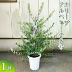 オリーブ アルベキーナ8号 観葉植物 植物
