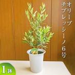 オリーブ チプレッシーノ6号 観葉植物 植物