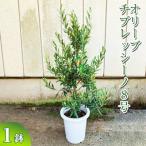 オリーブ チプレッシーノ8号 観葉植物 植物