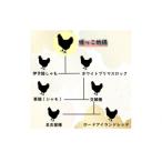 定期便 3回 最高級 地鶏 媛っこ地鶏 セット3種