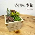 多肉植物 木箱の寄せ植え 観葉植物 植物 グリーン