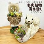 多肉植物の寄せ植え うさぎ 観葉植物 植物