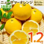 ニューサマーオレンジ 日向夏 1.2kg