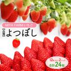 MIYA FARM いちご 品種:よつぼし