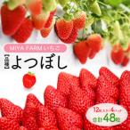 MIYA FARM いちご 品種:べにほっぺ