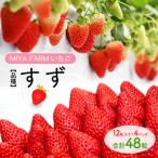 MIYA FARM いちご 品種:すず 12粒入り×4パック 合計 48粒