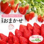 MIYA FARM いちご 品種:おまかせ