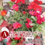 エレガントな花苗セットA