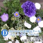 クールな花苗セットD