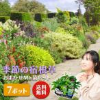 季節の宿根草 お任せ7ポットmixセット