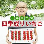 四季成りいちご 400g