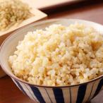 令和7年産 きぬむすめ 玄米 10kg