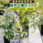 苗木3種セット シラカシ コナラ クヌギ